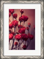 Framed Red Flowers