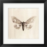 Framed Sepia Moth