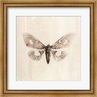 Framed Sepia Moth