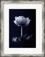 Framed Single Flower