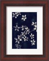 Framed Small Flowers