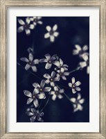 Framed Small Flowers