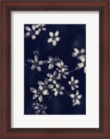 Framed Small Flowers