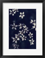 Framed Small Flowers