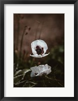Framed White Poppies