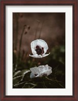 Framed White Poppies