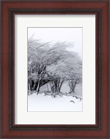 Framed Winter Storm