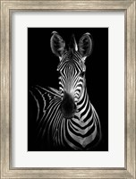 Framed Zebra