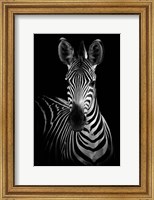 Framed Zebra