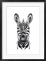 Framed Zebra Illustration
