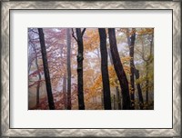 Framed October Trees