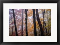 Framed October Trees