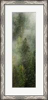 Framed Smoky Forest Panel I