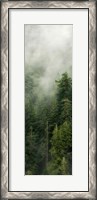 Framed Smoky Forest Panel III