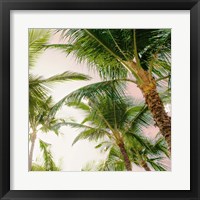 Framed 'Bright Oahu Palms I' border=