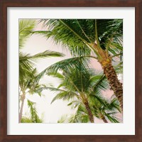 Framed Bright Oahu Palms I
