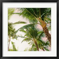 Framed Bright Oahu Palms I