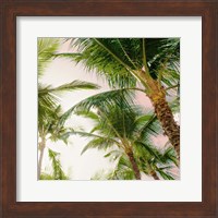 Framed Bright Oahu Palms I