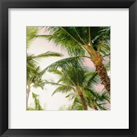 Framed 'Bright Oahu Palms I' border=