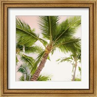 Framed 'Bright Oahu Palms II' border=
