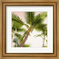 Framed 'Bright Oahu Palms II' border=