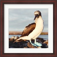 Framed Blue Footed Booby