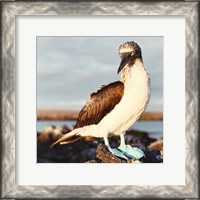 Framed Blue Footed Booby