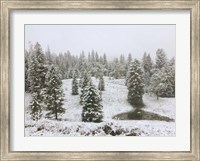 Framed Dusting of Snow