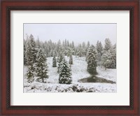 Framed Dusting of Snow