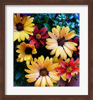 Framed Colorful Bunch