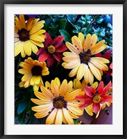 Framed Colorful Bunch