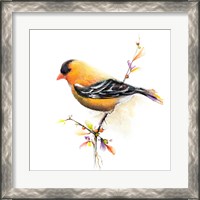 Framed 'Watercolor Chickadee III' border=