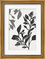 Framed Botanical In Noir I