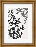 Framed Botanical In Noir II