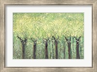 Framed Live Green Trees