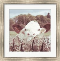 Framed Peek-a-Boo Cow