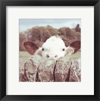 Framed Peek-a-Boo Cow