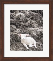 Framed Sheep Vibes