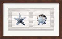 Framed Starfish & Shell Duo