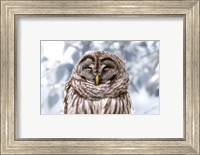 Framed Winter Feathers