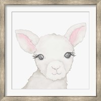 Framed Baby Lamb