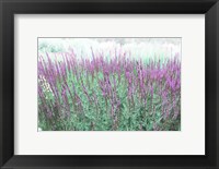 Framed Lavender Garden