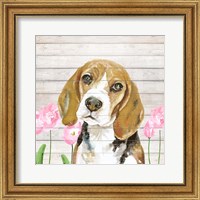 Framed Beagle With Flowers