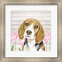 Framed Beagle With Flowers