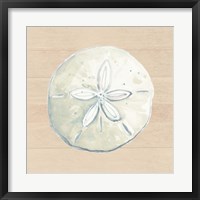 Framed Sand Dollar