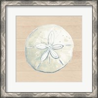 Framed Sand Dollar