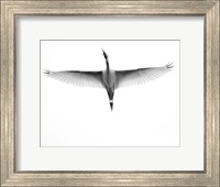 Framed In Flight