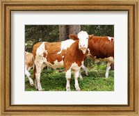 Framed Swiss Cows