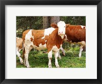 Framed Swiss Cows