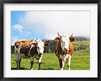 Framed Country Cows